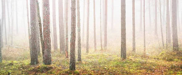 Древние Сосны Белом Утреннем Тумане Идиллический Осенний Пейзаж Болотный Северный — стоковое фото