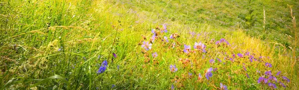 Panoramic View Walls Towers Rakvere Castle Green Hills Blooming Flowers — Stock Photo, Image