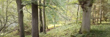 Sabah sisli, görkemli yeşil yaprak döküntüsü ve çam ormanının panoramik manzarası. Ağaç siluetleri. Güneş ışınları, saf güneş ışığı. Atmosferik rüya gibi yaz manzarası. Doğa, ekoloji, fantezi, masal