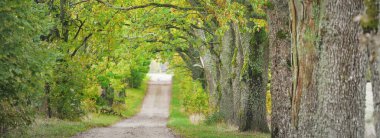 Yeşil yaprak döken ağaçların arasında karanlık, gizemli bir ara sokak (tek şerit kırsal yol). Idyllic manzara. Doğal tünel. Bisiklet, spor, kuzey yürüyüşü, eko-turizm, çevre, ekoloji, doğa