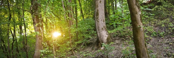 Colinas Verdes Floresta Verão Árvores Altas Musgosas Luz Solar Através — Fotografia de Stock