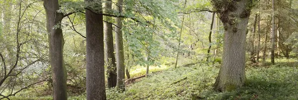 Vista Panorâmica Majestosa Floresta Decídua Verde Pinhal Uma Névoa Matinal — Fotografia de Stock