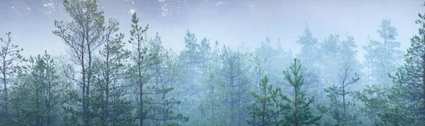 Evergreen Forest White Fog Sunrise Pine Fir Trees Close Picturesque — Stock Photo, Image