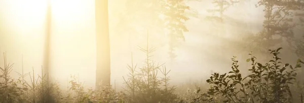 Tajemný Věčně Zelený Les Úsvitu Zlaté Slunce Sluneční Paprsky Mlha — Stock fotografie