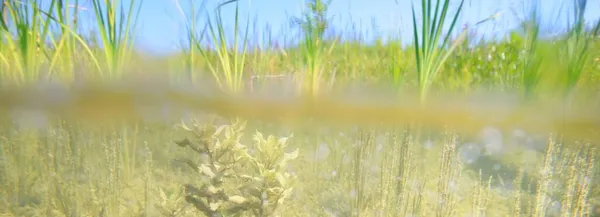 Unterwasserpanorama Des Waldflusses Pflanzen Baumstämme Fragmente Natur Umweltschutz Ökologie Ökosysteme — Stockfoto