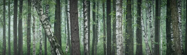 Mysterious Twilight Scene Tall Ancient Pine Birch Trees Fog Dark — Stock Photo, Image