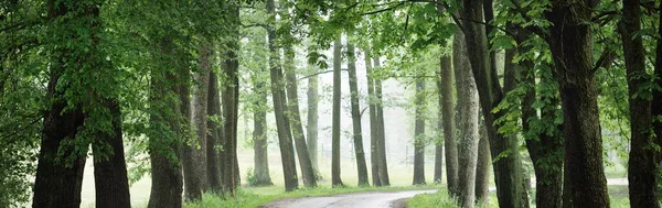 Sötét Üres Sikátor Egysávos Vidéki Keresztül Zöld Lombhullató Fák Lettország — Stock Fotó