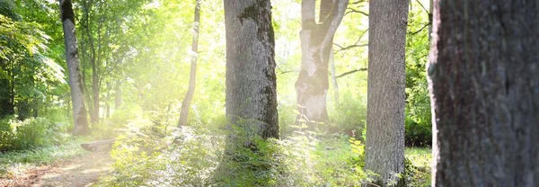 Vägen Genom Den Gröna Lövskogen Naturlig Tunnel Gamla Mossiga Träd — Stockfoto