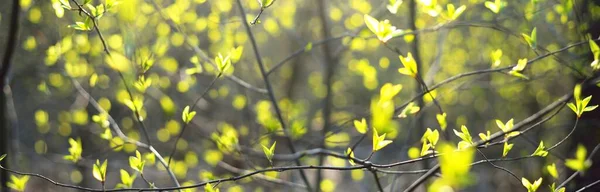 Shrub Branch Fresh Green Leaves Close Trees Blurred Bokeh Sun — Stock Photo, Image