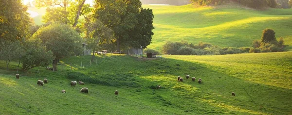 Pintoresco Paisaje Panorámico Las Verdes Colinas Prados Campos Agrícolas Atardecer — Foto de Stock