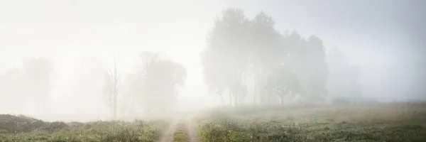 Üres Egysávos Vidéki Útvonal Zöld Erdőn Keresztül Ködben Napkeltekor Tiszta — Stock Fotó