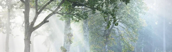 Paysage Pittoresque Forêt Sombre Dans Brouillard Mystérieux Lever Soleil Rayons — Photo