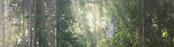 Pintoresco Paisaje Del Oscuro Misterioso Bosque Siempreverde Una Niebla Matutina —  Fotos de Stock