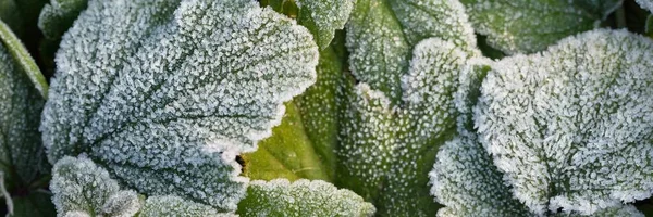 Close Green Leaves Crystal Clear Hoarfrost Texture Background Wallpaper Graphic — Stock Photo, Image