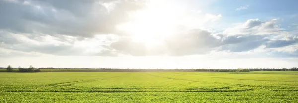 Зеленое Сельскохозяйственное Поле После Грозы Дождя Драматическое Небо Пылающими Облаками — стоковое фото