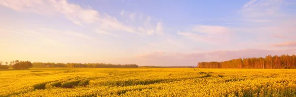 Blühendes Gelbes Rapsfeld Bei Sonnenuntergang Lettland Idyllische Ländliche Szenerie Landwirtschaft — Stockfoto