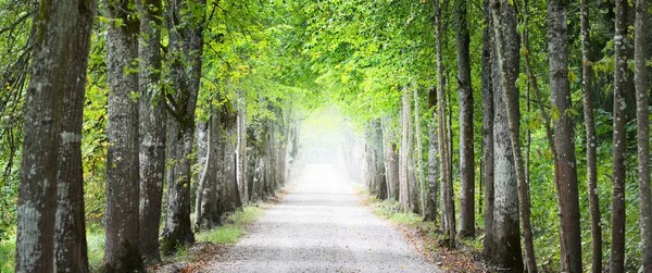 Túnel Carretera Rural Solo Carril Árboles Verdes Altos Luz Del —  Fotos de Stock