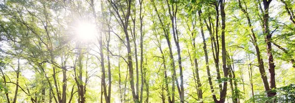Zelená Louka Cyklostezky Vysoké Zelené Stromy Jasného Letního Dne Slunce — Stock fotografie