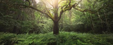 Eski bir meşe ağacı, yakın plan. Yosun, eğrelti otu, zümrüt yeşili yapraklar. Dalların arasından gün ışığı. Efsanevi orman sahnesi. Sanat, fantezi, mitoloji, masal, çevre koruma teması