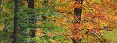 Güçlü altın kayın ağaçları, ağaç gövdeleri. Idyllic sonbahar manzarası. Yeşil, kırmızı, turuncu ve sarı yapraklar. Doğal dokular. Çevresel koruma, saf doğa. Panoramik görünüm