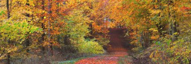 Orman tepelerinde sis içinde yol. Güçlü kayın ağaçları, renkli yapraklar. Peri sonbahar manzarası. Saf güneş ışığı, ağaç gövdelerinde güneş ışınları. Doğa, mevsimler, ekoloji, çevre