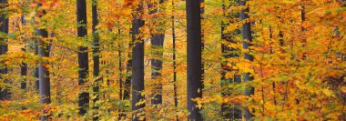 Güçlü altın kayın ağaçları, ağaç gövdeleri. Idyllic sonbahar manzarası. Yeşil, kırmızı, turuncu ve sarı yapraklar. Doğal dokular. Çevresel koruma, saf doğa. Panoramik görünüm