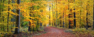 Orman tepelerinde sis içinde yol. Güçlü kayın ağaçları, renkli yapraklar. Peri sonbahar manzarası. Saf güneş ışığı, ağaç gövdelerinde güneş ışınları. Doğa, mevsimler, ekoloji, çevre