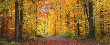 Orman tepelerinde sis içinde yol. Güçlü kayın ağaçları, renkli yapraklar. Peri sonbahar manzarası. Saf güneş ışığı, ağaç gövdelerinde güneş ışınları. Doğa, mevsimler, ekoloji, çevre