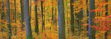 Güçlü altın kayın ağaçları, ağaç gövdeleri. Idyllic sonbahar manzarası. Yeşil, kırmızı, turuncu ve sarı yapraklar. Doğal dokular. Çevresel koruma, saf doğa. Panoramik görünüm