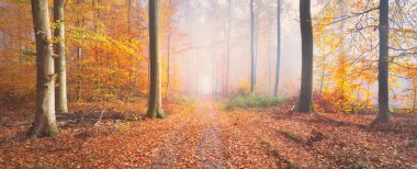 Orman tepelerinde sis içinde yol. Güçlü kayın ağaçları, renkli yapraklar. Peri sonbahar manzarası. Saf güneş ışığı, ağaç gövdelerinde güneş ışınları. Doğa, mevsimler, ekoloji, çevre