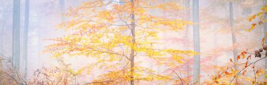 Altın orman tepeleri sisli. Güçlü kayın ağaçları, renkli yapraklar. Peri sonbahar manzarası. Saf güneş ışığı, ağaç gövdelerinde güneş ışınları. Doğa, mevsimler, ekoloji, çevre. Panoramik görünüm