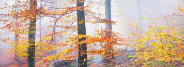 Altın orman tepeleri sisli. Güçlü kayın ağaçları, renkli yapraklar. Peri sonbahar manzarası. Saf güneş ışığı, ağaç gövdelerinde güneş ışınları. Doğa, mevsimler, ekoloji, çevre. Panoramik görünüm