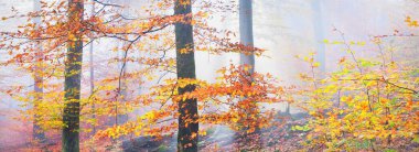 Altın orman tepeleri sisli. Güçlü kayın ağaçları, renkli yapraklar. Peri sonbahar manzarası. Saf güneş ışığı, ağaç gövdelerinde güneş ışınları. Doğa, mevsimler, ekoloji, çevre. Panoramik görünüm