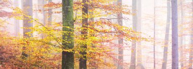 Altın orman tepeleri sisli. Güçlü kayın ağaçları, renkli yapraklar. Peri sonbahar manzarası. Saf güneş ışığı, ağaç gövdelerinde güneş ışınları. Doğa, mevsimler, ekoloji, çevre. Panoramik görünüm