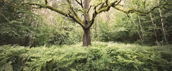 Antiguo Roble Brujo Cerca Moss Helechos Hojas Verde Esmeralda Luz — Foto de Stock