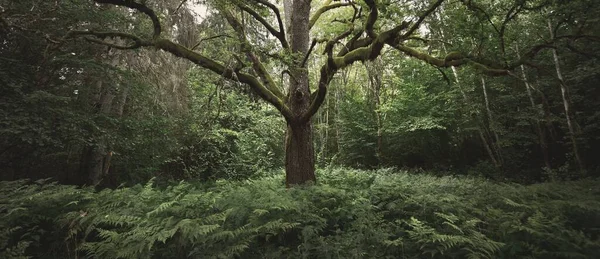Ancient Sorcerer Oak Tree Close Moss Fern Emerald Green Leaves — Stock Photo, Image