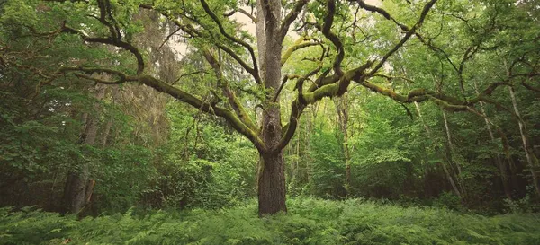 Antiguo Roble Brujo Cerca Moss Helechos Hojas Verde Esmeralda Luz — Foto de Stock