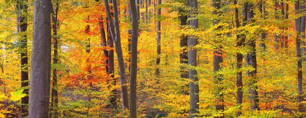 Mächtige Goldbuchen Baumstämme Aus Nächster Nähe Idyllische Märchenhafte Herbstlandschaft Grüne — Stockfoto