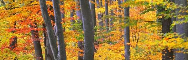 Могучие Золотые Буковые Деревья Стволы Деревьев Крупным Планом Идиллический Сказочный — стоковое фото
