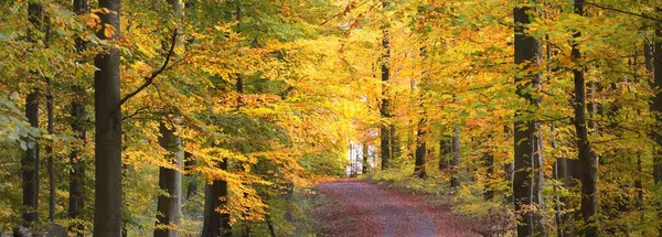 Parcours Travers Les Collines Forestières Dans Brouillard Puissants Hêtres Feuilles — Photo