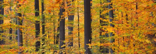 Machtige Gouden Beukenbomen Boomstammen Van Dichtbij Idyllisch Feeënherfstlandschap Groene Rode — Stockfoto