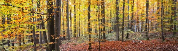 Pathway Forest Hills Fog Mighty Beech Trees Colorful Leaves Fairy — Stock Photo, Image