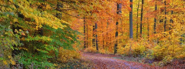 Droga Przez Leśne Wzgórza Mgle Potężne Buki Kolorowe Liście Jesienny — Zdjęcie stockowe