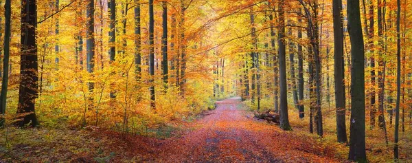 Pathway Door Het Bos Heuvels Een Mist Machtige Beukenbomen Kleurrijke — Stockfoto
