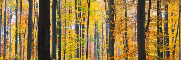 Fortes Faia Dourada Troncos Árvore Close Paisagem Outono Fadas Idílicas — Fotografia de Stock