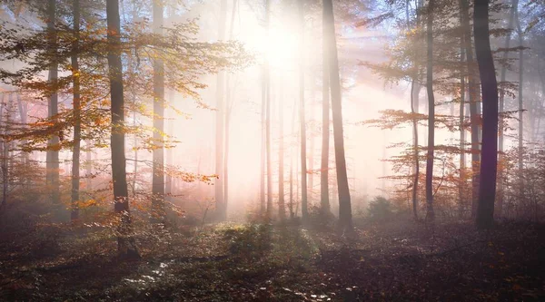 Golden Forest Hills Fog Mighty Beech Trees Colorful Leaves Fairy — Stock Photo, Image