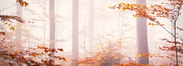 Colline Foresta Dorata Nella Nebbia Faggi Possenti Foglie Colorate Paesaggio — Foto Stock