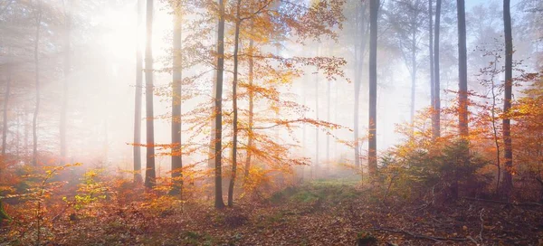 Χρυσοί Δασικοί Λόφοι Ομίχλη Ισχυρές Οξιές Πολύχρωμα Φύλλα Νεράιδα Τοπίο — Φωτογραφία Αρχείου