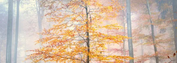 Zlaté Lesní Kopce Mlze Mohutné Buky Pestrobarevné Listy Pohádková Podzimní — Stock fotografie