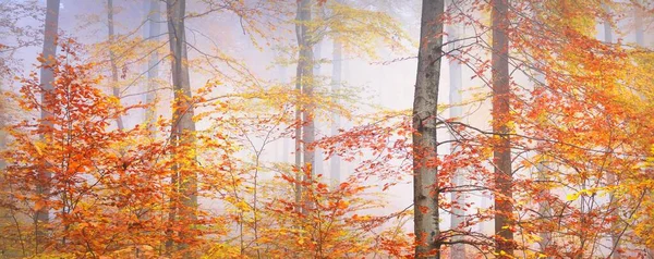 Collines Forêt Dorée Dans Brouillard Puissants Hêtres Feuilles Colorées Paysage — Photo